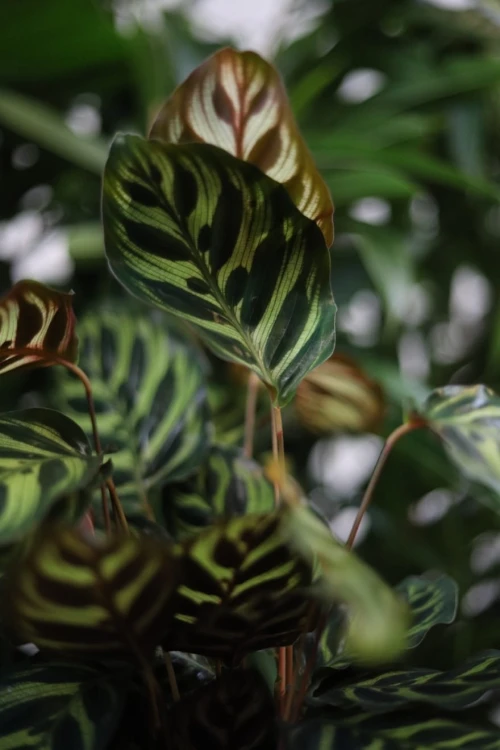Calathea makoyana (4).JPG