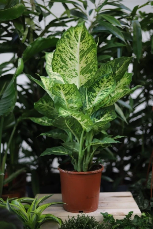 Dieffenbachia 'Mars' (Difenbachia) (1).JPG