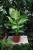Dieffenbachia 'Mars' (Difenbachia) (2).JPG