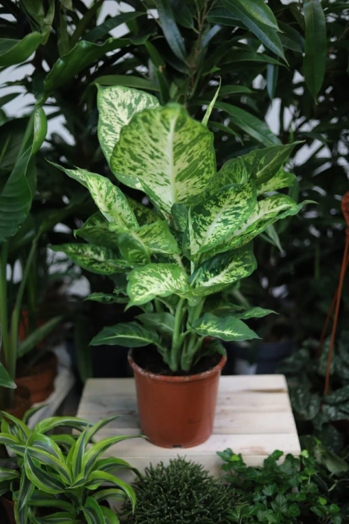 Dieffenbachia 'Mars' (Difenbachia) (2).JPG