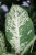 Dieffenbachia 'Mars' (Difenbachia) (3).JPG