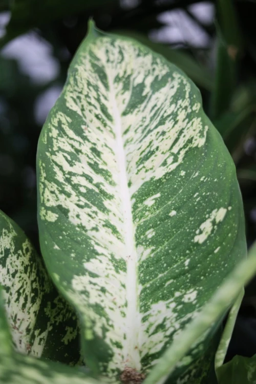 Dieffenbachia 'Mars' (Difenbachia) (3).JPG
