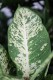 Dieffenbachia 'Mars' (Difenbachia) (3).JPG