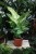 Dieffenbachia 'Mars' (Difenbachia) (4).JPG