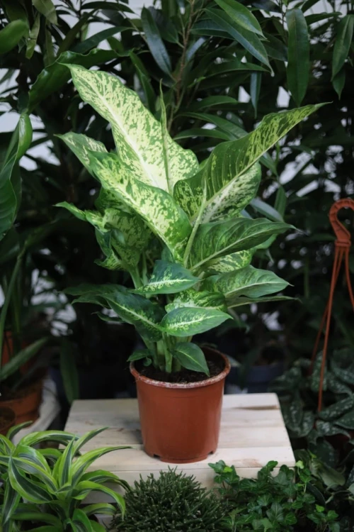 Dieffenbachia 'Mars' (Difenbachia) (4).JPG