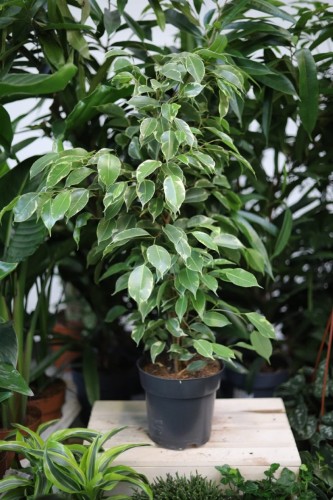 Ficus benjamina Golden King (Figowiec Benjamina) XL (1).JPG