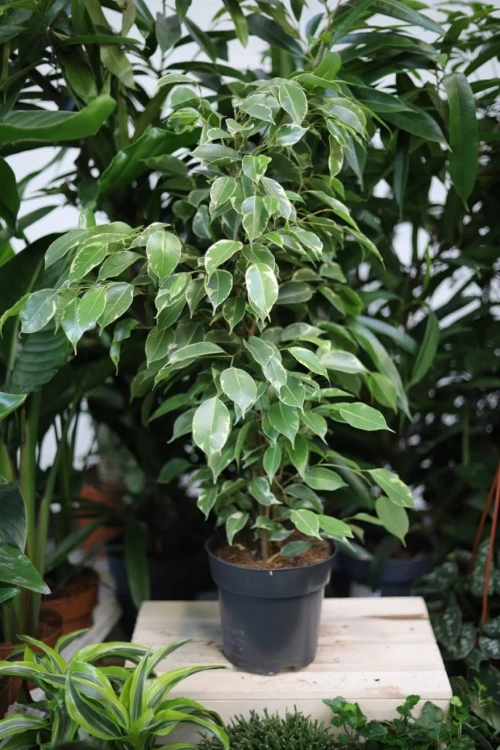 Ficus benjamina Golden King (Figowiec Benjamina) XL (1).JPG