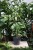 Ficus benjamina Golden King (Figowiec Benjamina) XL (2).JPG