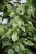 Ficus benjamina Golden King (Figowiec Benjamina) XL (3).JPG