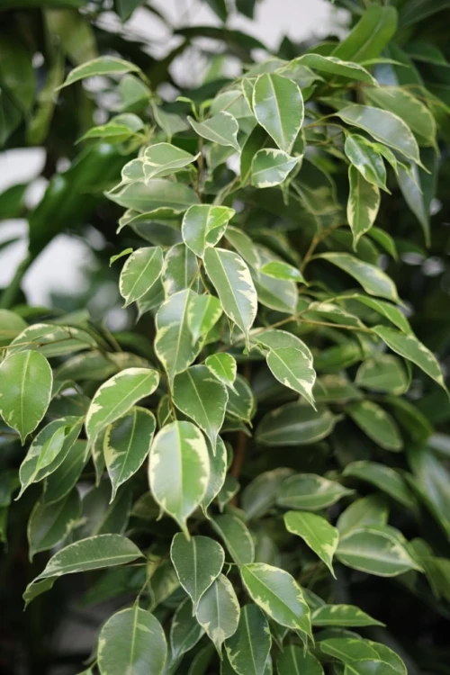 Ficus benjamina Golden King (Figowiec Benjamina) XL (3).JPG