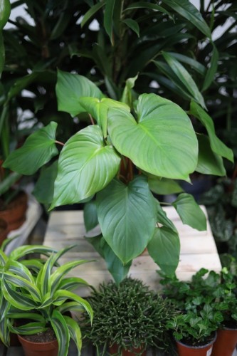 Homalomena rubescens ‘Maggy' (Czermiówka czerwieniejąca) (1).JPG