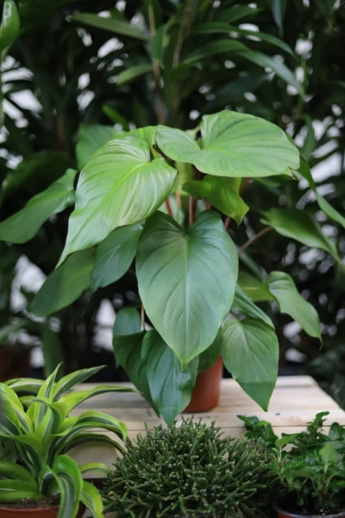 Homalomena rubescens ‘Maggy' (Czermiówka czerwieniejąca) (2).JPG