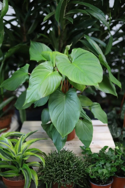 Homalomena rubescens ‘Maggy' (Czermiówka czerwieniejąca) (3).JPG