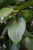Homalomena rubescens ‘Maggy' (Czermiówka czerwieniejąca) (4).JPG