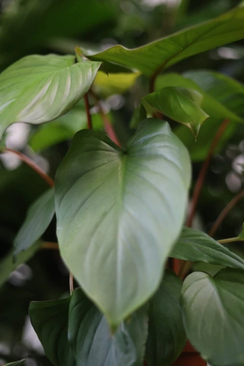 Homalomena rubescens ‘Maggy' (Czermiówka czerwieniejąca) (4).JPG