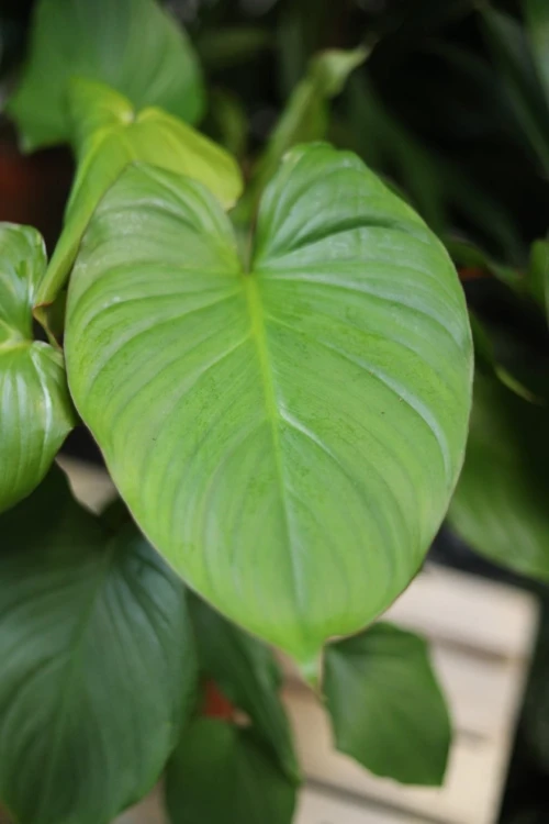Homalomena rubescens ‘Maggy' (Czermiówka czerwieniejąca) (5).JPG