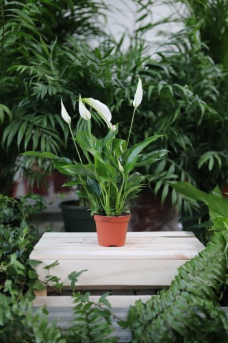 Spathiphyllum Chopin to elegancka roślina doniczkowa o ciemnozielonych liściach i białych kwiatach – idealna do domu i biura, dodaje lekkości i świeżości wnętrzom.