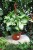 syngonium arrow (1).JPG