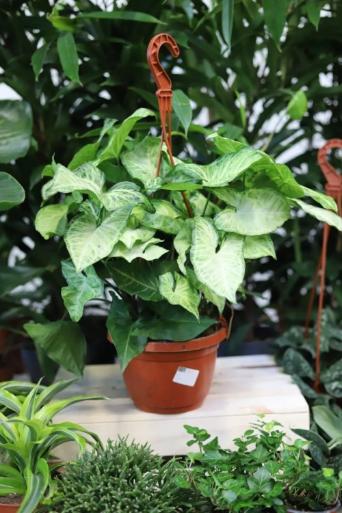 syngonium arrow (1).JPG