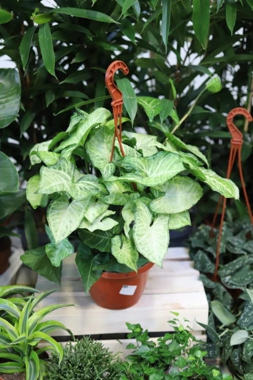 syngonium arrow (2).JPG