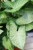 syngonium arrow (3).JPG