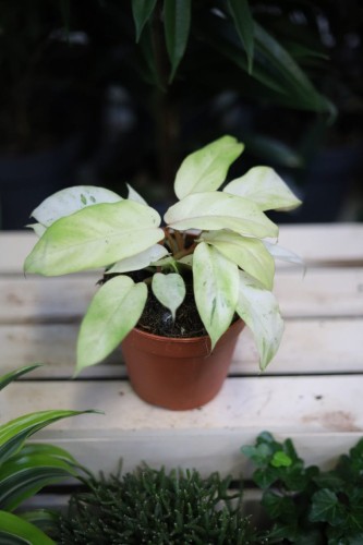 Philodendron Snowdrift (Filodendron) (1).JPG