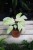 Philodendron Snowdrift (Filodendron) (1).JPG