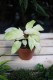 Philodendron Snowdrift (Filodendron) (1).JPG
