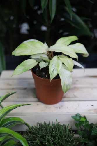 Philodendron Snowdrift (Filodendron) (2).JPG