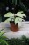 Philodendron Snowdrift (Filodendron) (2).JPG