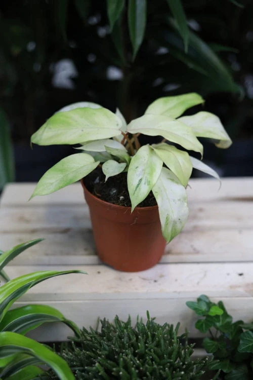 Philodendron Snowdrift (Filodendron) (2).JPG