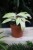 Philodendron Snowdrift (Filodendron) (3).JPG