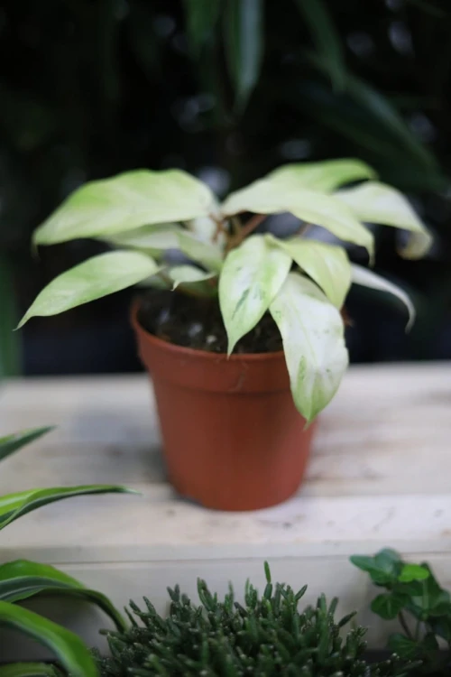 Philodendron Snowdrift (Filodendron) (3).JPG