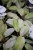 Philodendron Snowdrift (Filodendron) (4).JPG