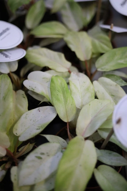 Philodendron Snowdrift (Filodendron) (4).JPG
