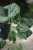 Scindapsus pictus Argyraeus