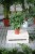 Schefflera arboricola Compacta to gęsta roślina doniczkowa o błyszczących, ciemnozielonych liściach – idealna do domu i biura, łatwa w pielęgnacji.