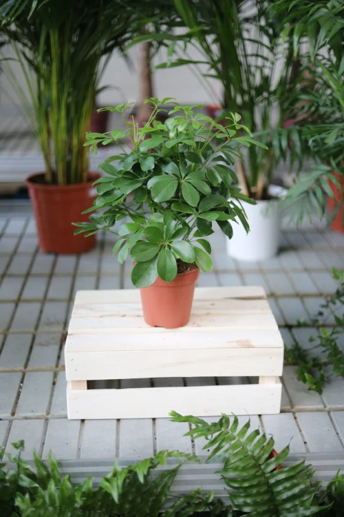 Schefflera arboricola Compacta to gęsta roślina doniczkowa o błyszczących, ciemnozielonych liściach – idealna do domu i biura, łatwa w pielęgnacji.