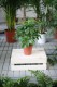 Schefflera arboricola Compacta to gęsta roślina doniczkowa o błyszczących, ciemnozielonych liściach – idealna do domu i biura, łatwa w pielęgnacji.