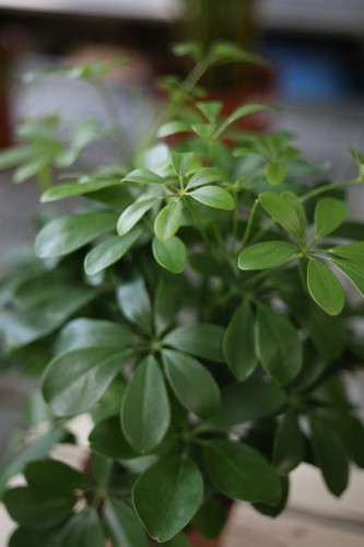 Schefflera arboricola Compacta