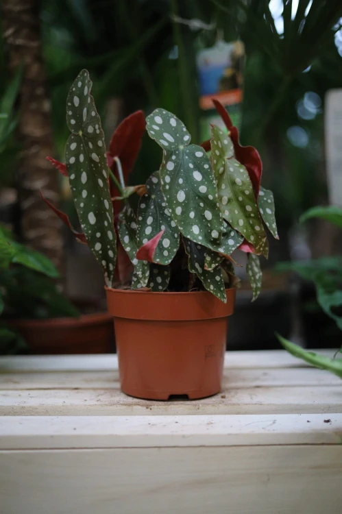 Begonia Maculata (Begonia Koralowa) (1).JPG
