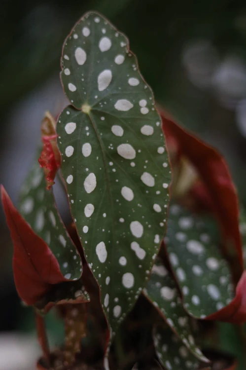 Begonia Maculata (Begonia Koralowa) (2).JPG