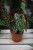 Begonia Maculata (Begonia Koralowa) (3).JPG