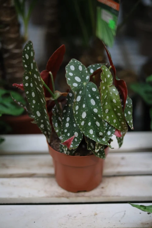 Begonia Maculata (Begonia Koralowa) (3).JPG