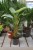 Philodendron Silver Queen (0).JPG