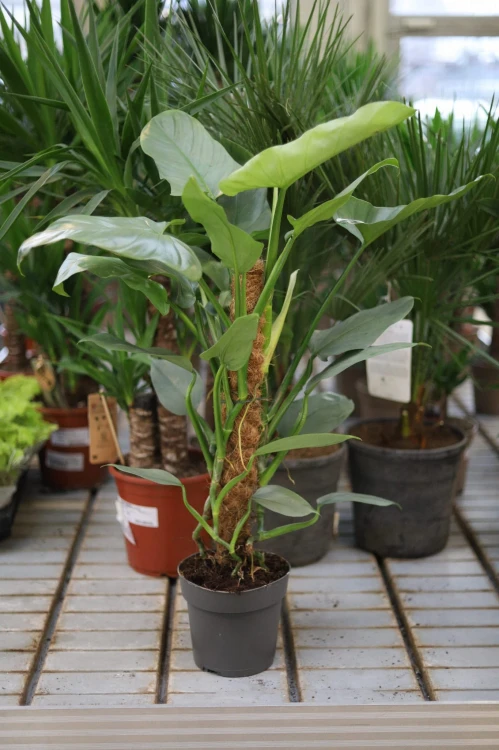 Philodendron Silver Queen (0).JPG