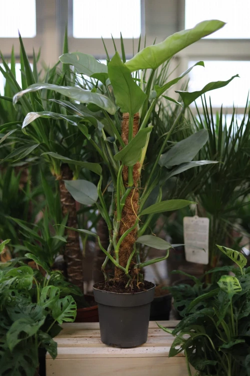 Philodendron Silver Queen (1).JPG