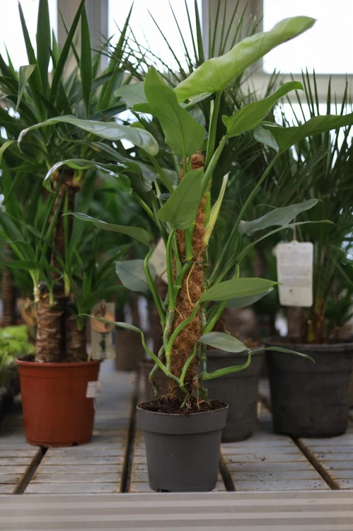 Philodendron Silver Queen (3).JPG