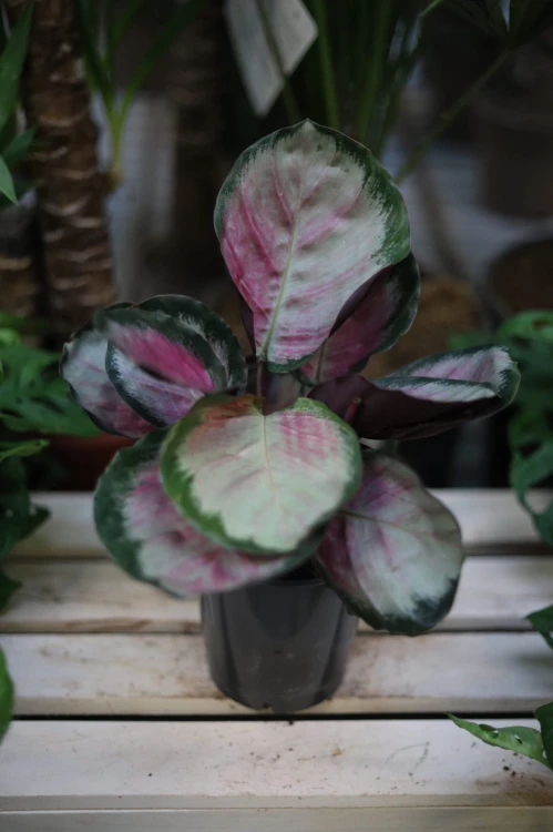 Calathea roseopicta 'Rosy' Kalatea różowokropkowana (1).JPG