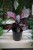 Calathea roseopicta 'Rosy' Kalatea różowokropkowana (2).JPG